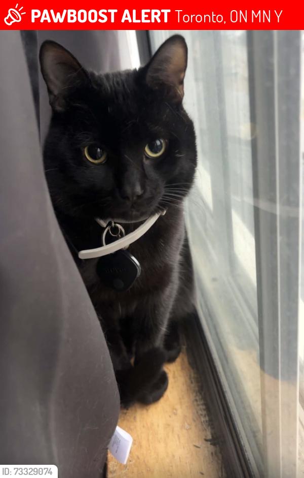 Lost Male Cat last seen Wadsworth Park, St Clair and Laughton, Toronto, ON M6N 2Y5