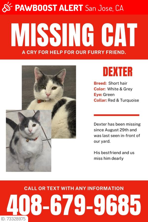Lost Male Cat last seen Monterrey and Capitol, San Jose, CA 95116