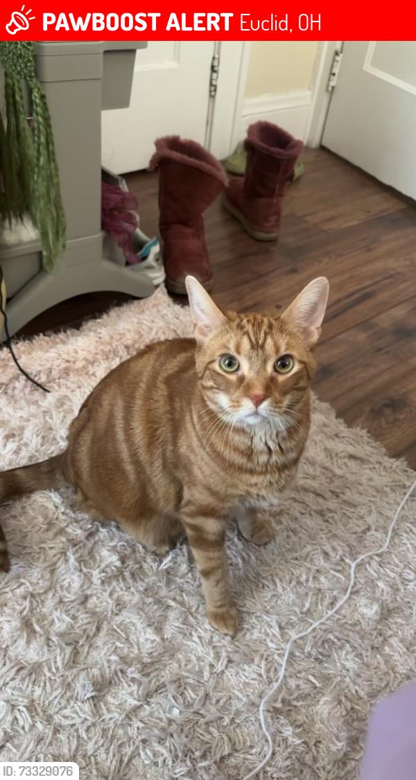 Lost Female Cat last seen Lakeshore Blvd, Euclid, OH 44132