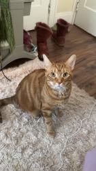 Lost Female Cat last seen Lakeshore Blvd, Euclid, OH 44132