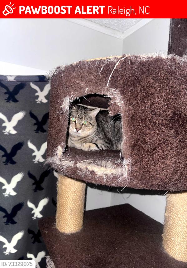 Lost Male Cat last seen smith court and bean drive, Raleigh, NC 27604