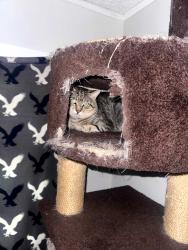 Lost Male Cat last seen smith court and bean drive, Raleigh, NC 27604