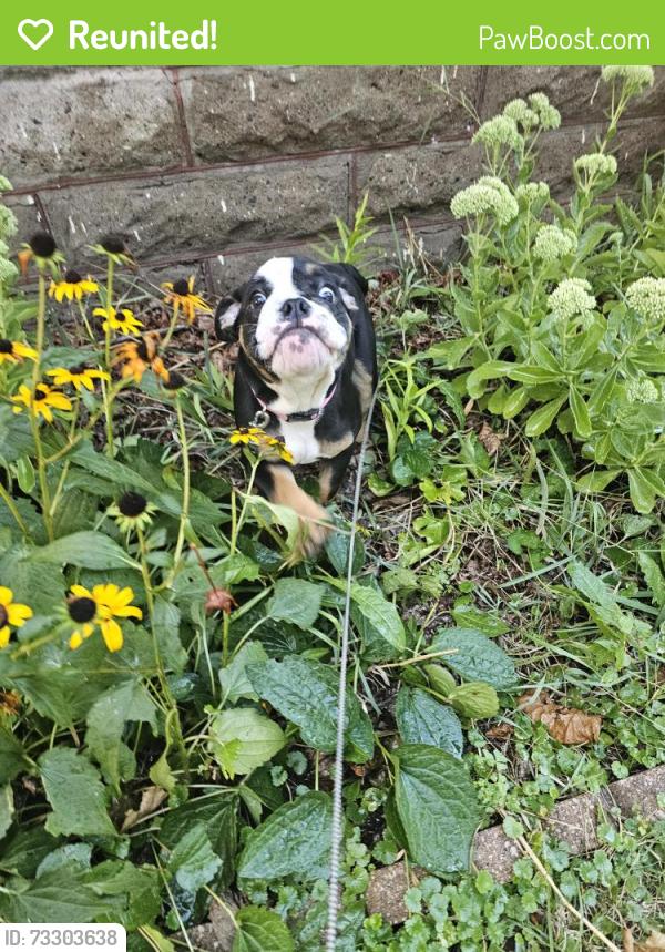 Reunited Female Dog last seen Frank and hawthorne nearr lake phalen, Saint Paul, MN 55106