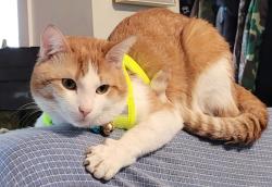 Lost Male Cat last seen Delton school, Edmonton, AB T5B 3Z2