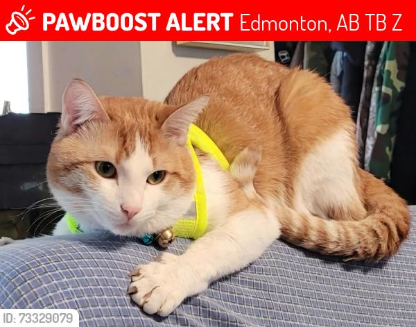 Lost Male Cat last seen Delton school, Edmonton, AB T5B 3Z2