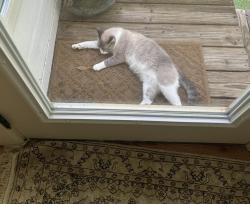 Found/Stray Unknown Cat last seen Bass road, Bibb County, GA 31210