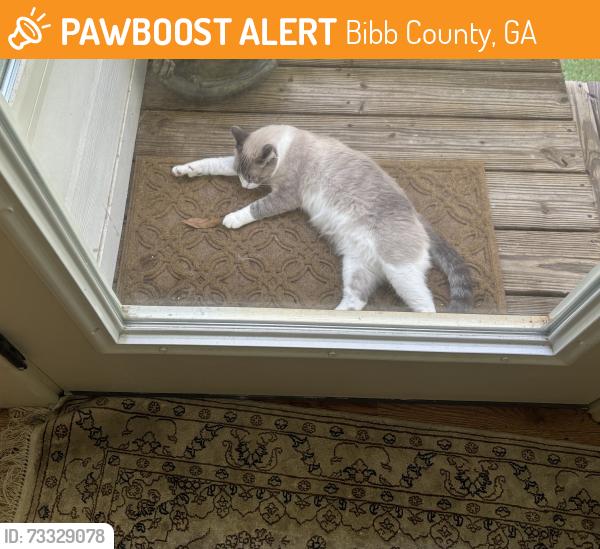 Found/Stray Unknown Cat last seen Bass road, Bibb County, GA 31210
