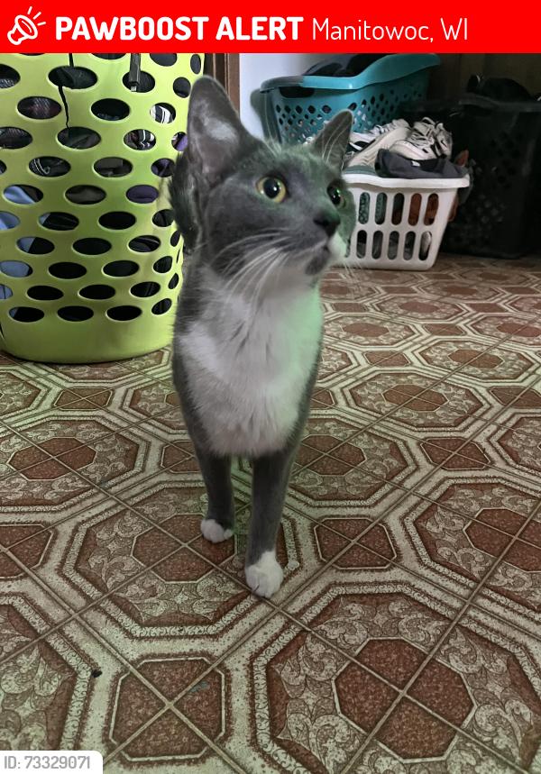Lost Female Cat last seen 15th block and madison street Manitowoc Wi, Manitowoc, WI 54220