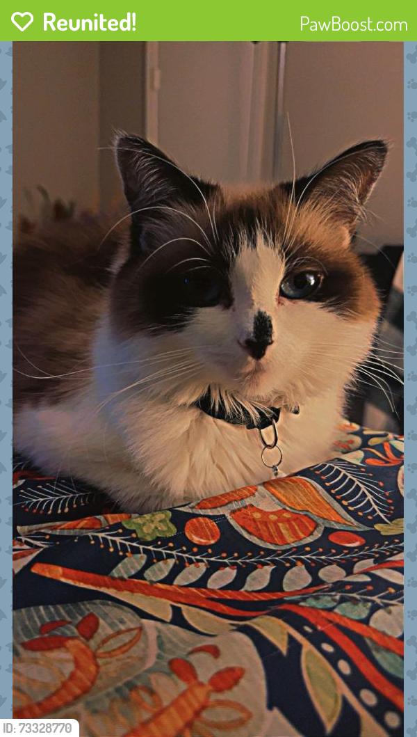 Reunited Female Cat last seen High Chaparral neighborhood; The pass, Martinez, GA 30907