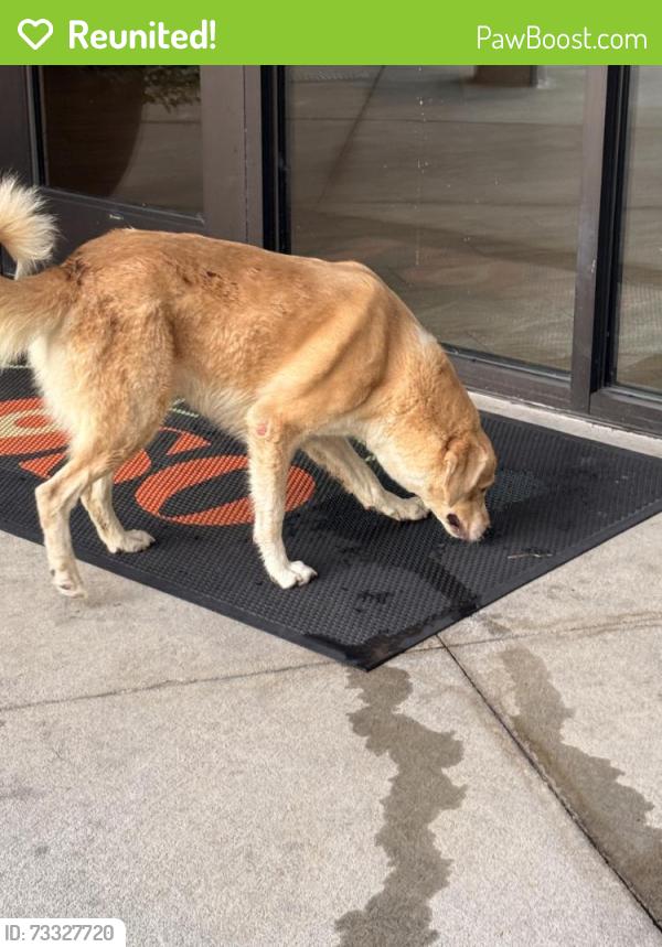 Reunited Female Dog last seen Near Yancey Rd, Charlotte, NC 28217, USA, Charlotte, NC 28217