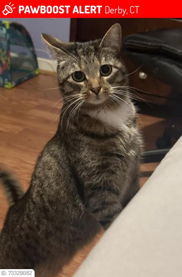 Lost Female Cat last seen Near pinnacle ridge derby ct, Derby, CT 06418