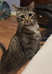 Lost Female Cat last seen Near pinnacle ridge derby ct, Derby, CT 06418