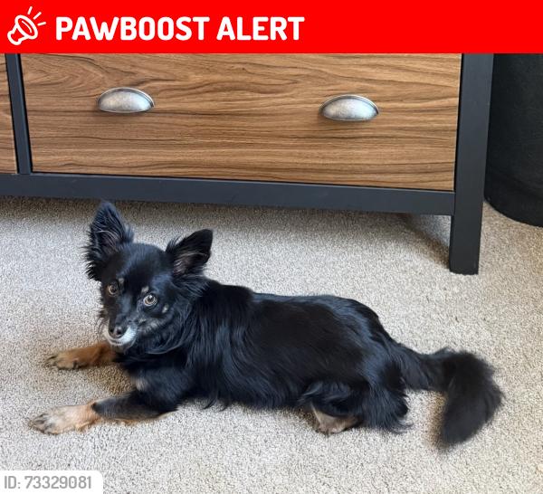 Lost Female Dog last seen Patty Jewett Golf Course, Colorado Springs, CO 80903