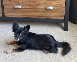 Lost Female Dog last seen Patty Jewett Golf Course, Colorado Springs, CO 80903