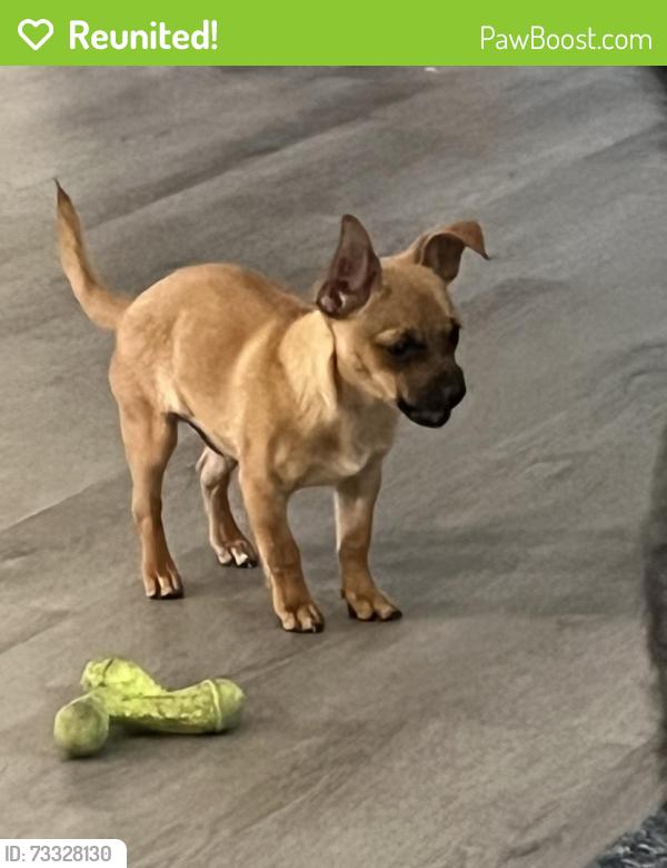 Reunited Male Dog last seen Trent Creek area, New Bern, NC 28562