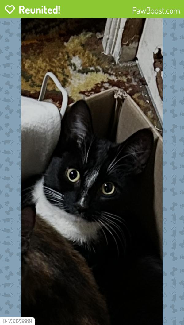 Reunited Female Cat last seen Dyffryn Ardudwy Car Wash, Dyffryn Ardudwy, Wales 