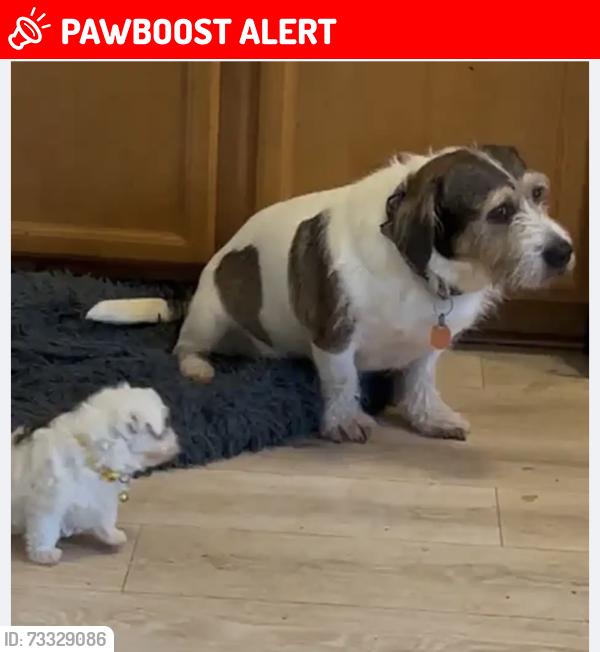 Lost Male Dog last seen Anderson University baseball field, Anderson County, SC 29624