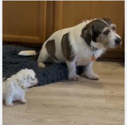 Lost Male Dog last seen Anderson University baseball field, Anderson County, SC 29624