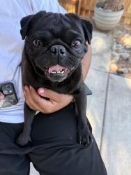 Found/Stray Male Dog last seen Candlewood ave, Sacramento, CA 95822
