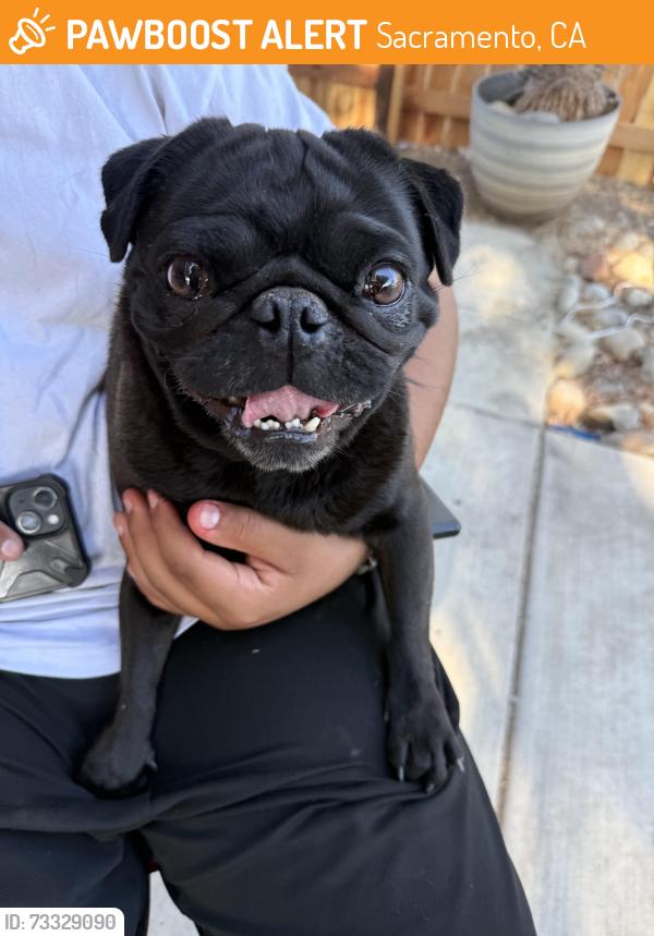 Found/Stray Male Dog last seen Candlewood ave, Sacramento, CA 95822