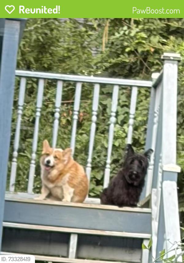 Reunited Female Dog last seen Evans and Marshall, Anderson, SC 29621