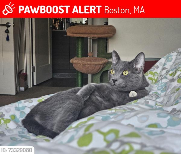 Lost Male Cat last seen Alcott apmts, Intersection of Lomasney and Nashua, near TD Garden, Boston, MA 02114