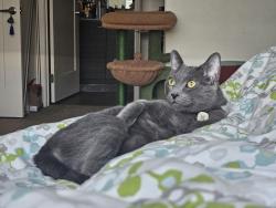 Lost Male Cat last seen Alcott apmts, Intersection of Lomasney and Nashua, near TD Garden, Boston, MA 02114