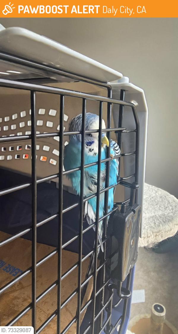 Found/Stray Male Bird last seen WESTDALE ave, Daly City, CA 94015
