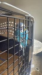 Found/Stray Male Bird last seen WESTDALE ave, Daly City, CA 94015