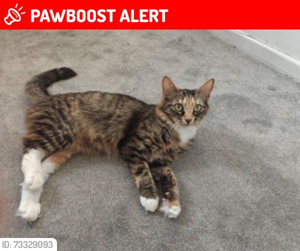 Lost Female Cat last seen Bolton, Greater Manchester, England BL1 4LW