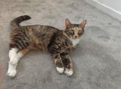 Lost Female Cat last seen Bolton, Greater Manchester, England BL1 4LW