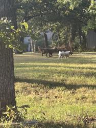 Found/Stray Unknown Dog last seen 87th Street, Lenexa, KS 66220