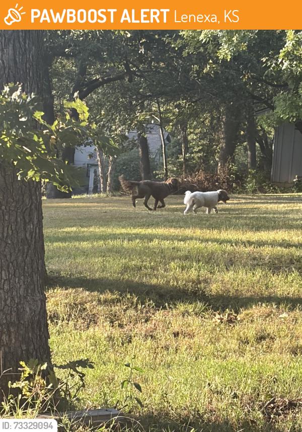 Found/Stray Unknown Dog last seen 87th Street, Lenexa, KS 66220