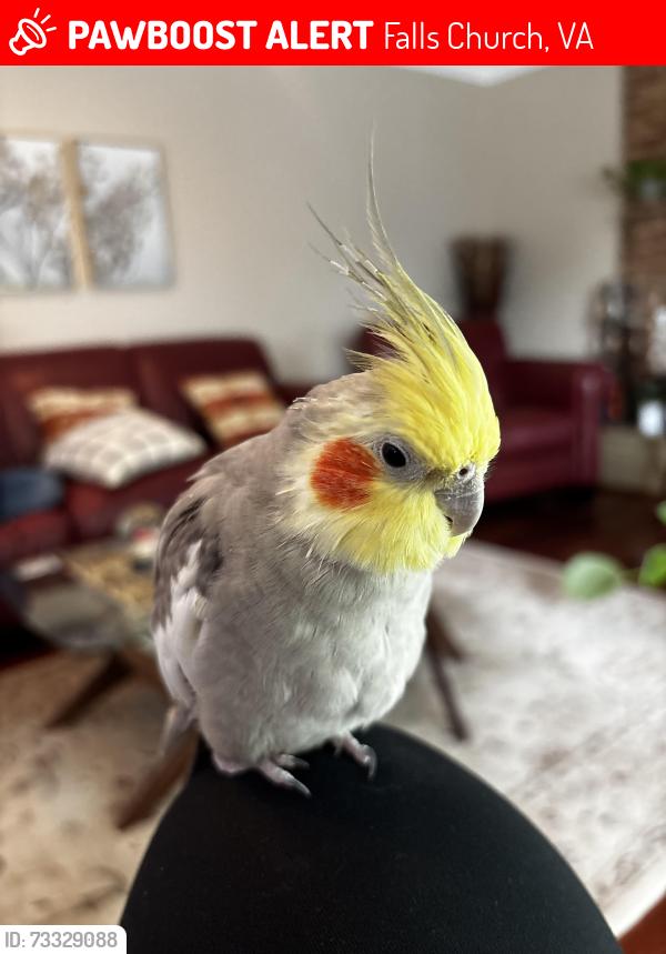 Lost Male Bird last seen close to bailey’s crossroads, Falls Church, VA 22046