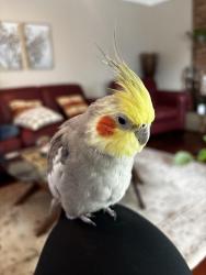 Lost Male Bird last seen close to bailey’s crossroads, Falls Church, VA 22046