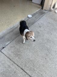 Reunited Male Dog last seen Jobson and tripp, Sunnyvale, TX 75182