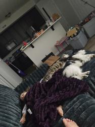 Lost Male Cat last seen Hall Rd and Galloway rd, Galloway, OH 43119