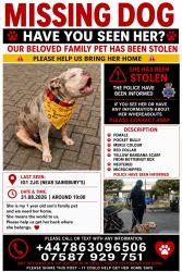 Lost Female Dog last seen Sainsbury, Greater London,  