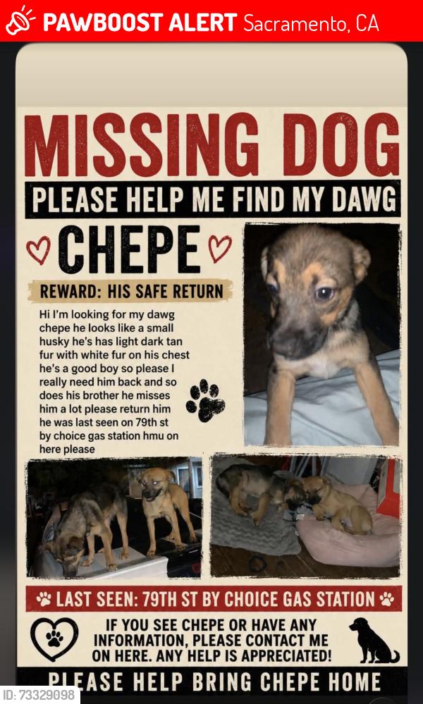 Lost Male Dog last seen 79th street, Sacramento, CA 95824