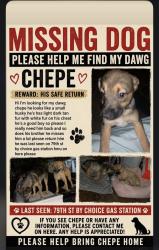 Lost Male Dog last seen 79th street, Sacramento, CA 95824