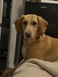 Reunited Male Dog last seen Cliffwood St Nw, Concord, NC 28027