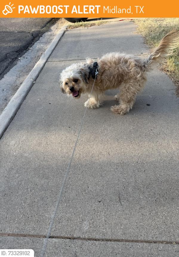 Found/Stray Female Dog last seen Thomason Dr, Midland, TX 79703