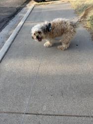 Found/Stray Female Dog last seen Thomason Dr, Midland, TX 79703
