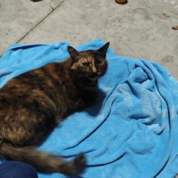 Found/Stray Female Cat last seen Tidal rock ave ruskin, Ruskin, FL 33570