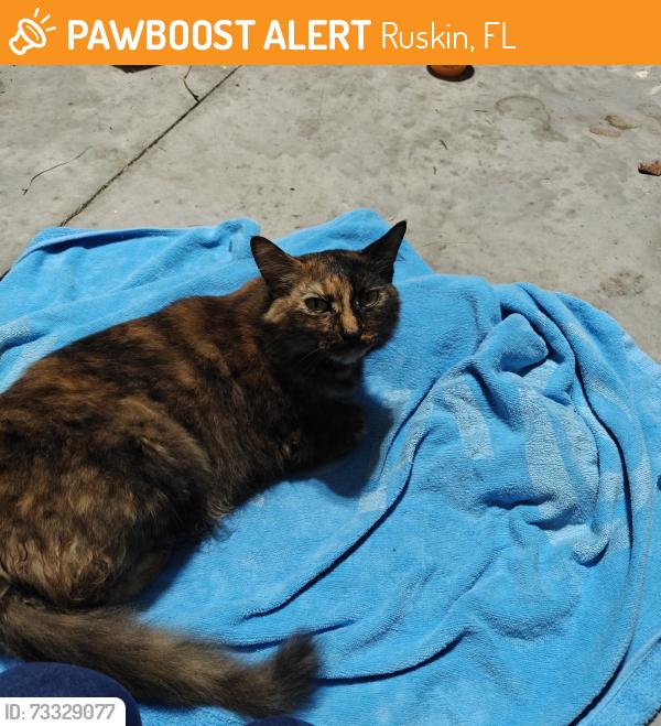 Found/Stray Female Cat last seen Tidal rock ave ruskin, Ruskin, FL 33570