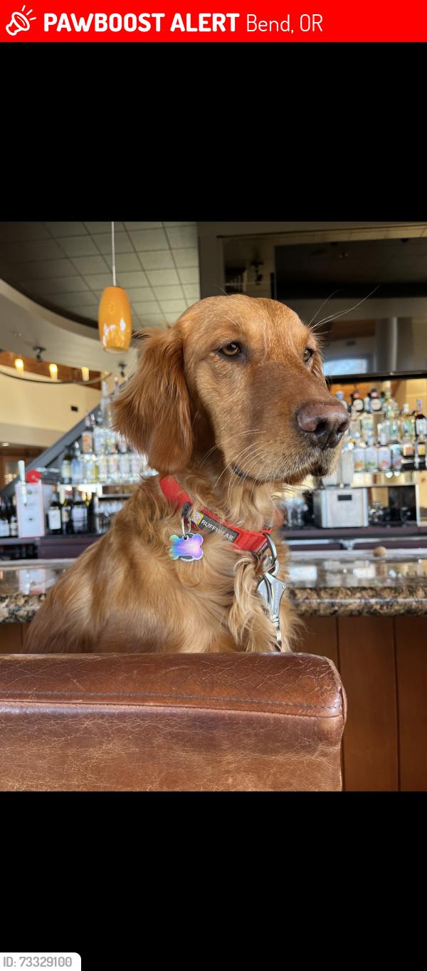 Lost Female Dog last seen Near 10th and Franklin, Bend, OR 97701