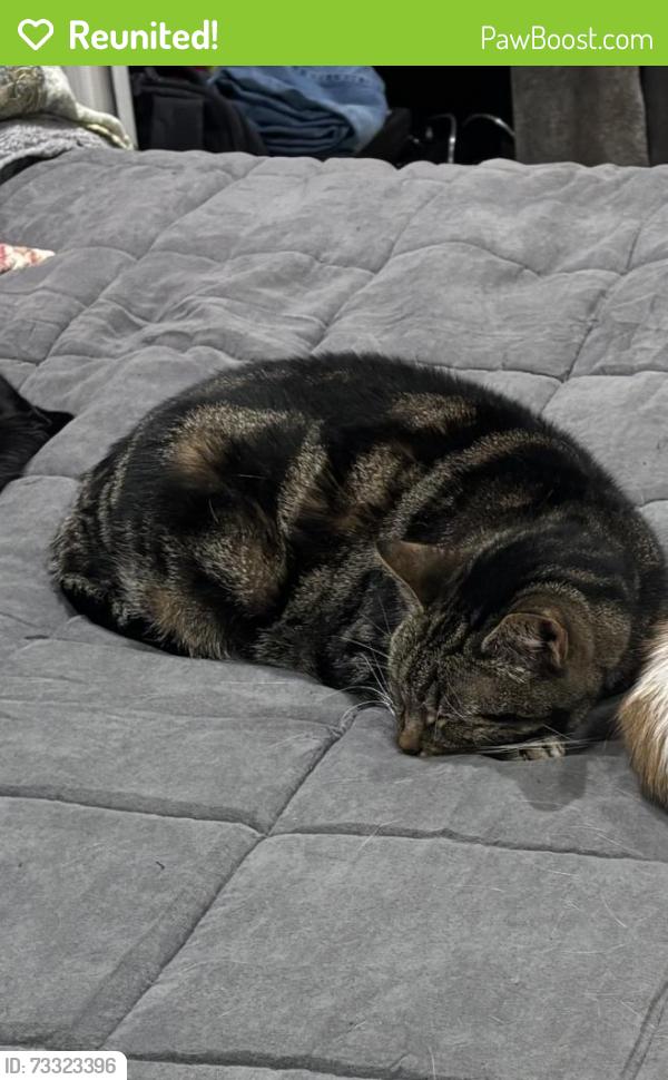 Reunited Male Cat last seen Belmont lake state park, North Babylon, NY 11703