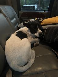 Found/Stray Unknown Dog last seen Farms Rd Tallahassee FL, Leon County, FL 32317