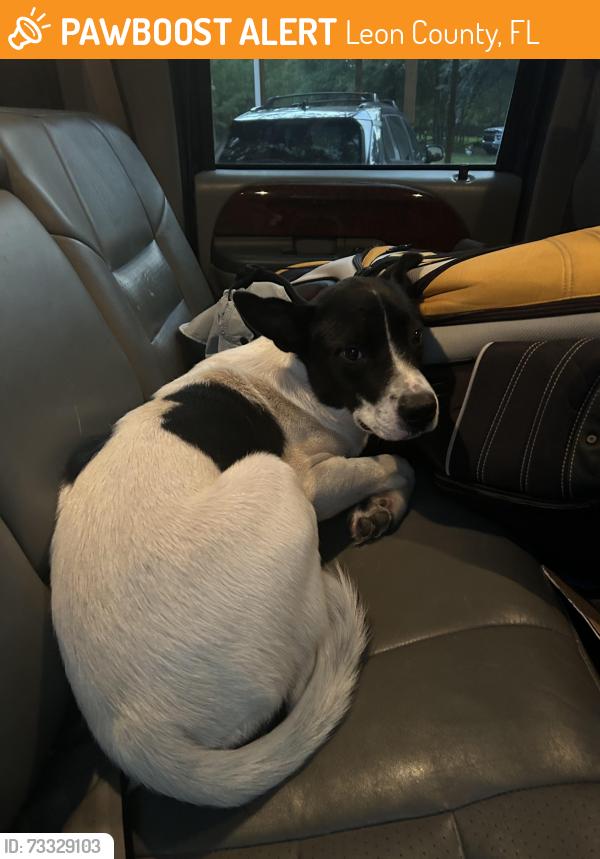 Found/Stray Unknown Dog last seen Farms Rd Tallahassee FL, Leon County, FL 32317