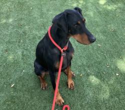 Shelter Stray Female Dog last seen , West Valley Animal Shelter, 20655 Plummer St, Chatsworth, CA 91311, USA